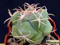 THELOCACTUS hexaedrophorus